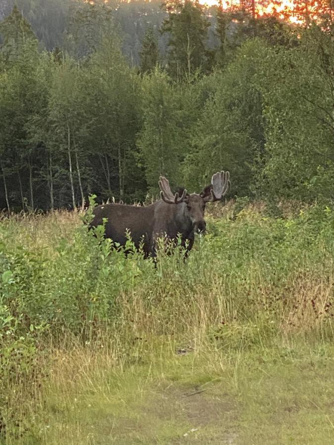 فيلا Fjellstad Gard - 2 Minutes From E6 And 5 Minutes Drive From Steinkjer City المظهر الخارجي الصورة
